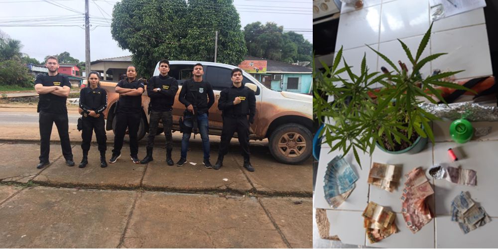 POLÍCIA CIVIL LOCALIZA PLANTAÇÃO DE MACONHA EM LARANJAL DO JARI